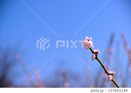 早春の梅の花 137661146