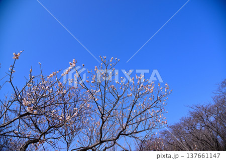早春の梅の花 137661147