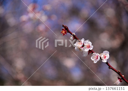 早春の梅の花 137661151