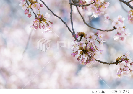 ぼけた桜を背景に咲く淡いピンクの桜の花 春の風景 137661277