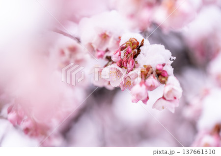 立春・雪の積もった寒桜 137661310