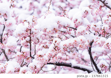立春・雪の積もった寒桜 立春・雪の積もった寒桜 137661315