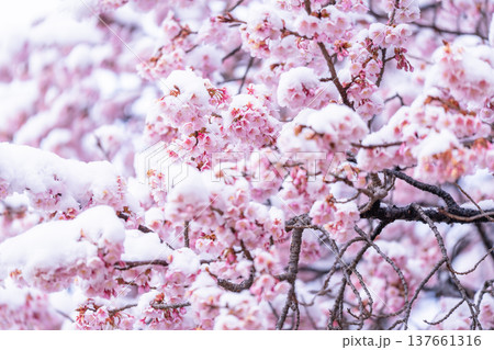 立春・雪の積もった寒桜 立春・雪の積もった寒桜 137661316