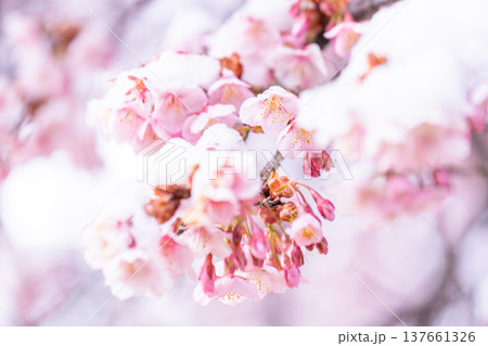 立春・雪の積もった寒桜 立春・雪の積もった寒桜 137661326