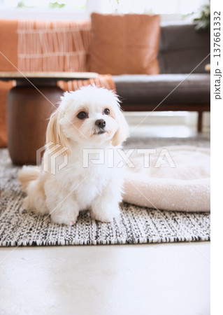 リビングで犬用ベッドの横に座る白い小型犬 室内で暮らすペットのライフスタイル 137661332