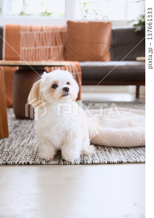 リビングの犬用ベッドの横で座る白い小型犬 室内で暮らすペットのある生活 リビングの犬用ベッドの横で座る白い小型犬 室内で暮らすペットのある生活 137661333