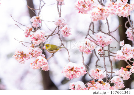 立春・雪の積もった寒桜とメジロ 137661343