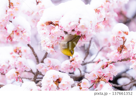 立春・雪の積もった寒桜とメジロ 立春・雪の積もった寒桜とメジロ 137661352
