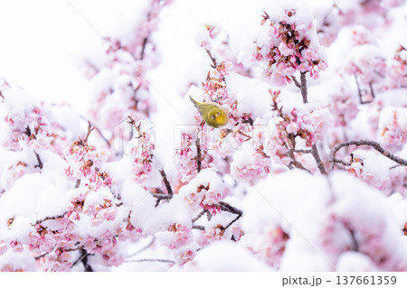 立春・雪の積もった寒桜とメジロ 137661359