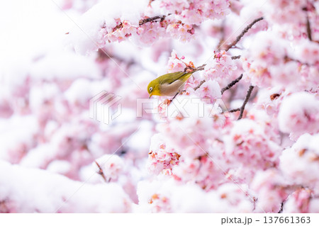 立春・雪の積もった寒桜とメジロ 137661363