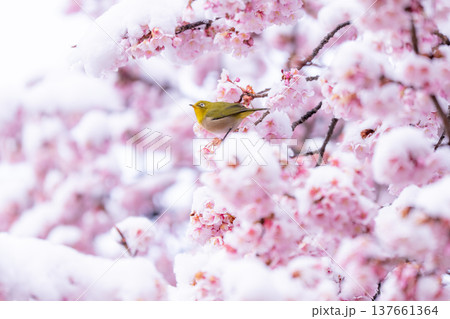 立春・雪の積もった寒桜とメジロ 137661364