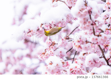 立春・雪の積もった寒桜とメジロ 137661366