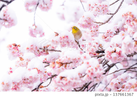 立春・雪の積もった寒桜とメジロ 137661367