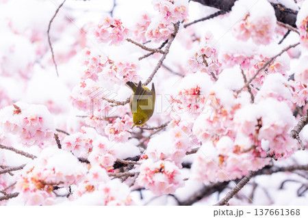 立春・雪の積もった寒桜とメジロ 立春・雪の積もった寒桜とメジロ 137661368