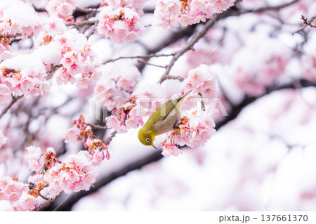 立春・雪の積もった寒桜とメジロ 137661370