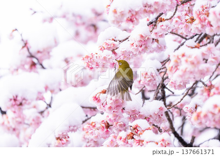 立春・雪の積もった寒桜とメジロ 137661371