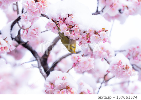 立春・雪の積もった寒桜とメジロ 137661374