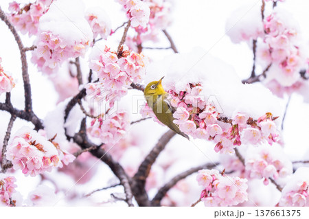 立春・雪の積もった寒桜とメジロ 立春・雪の積もった寒桜とメジロ 137661375