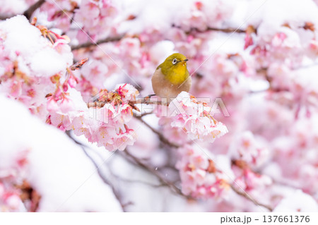 立春・雪の積もった寒桜とメジロ 立春・雪の積もった寒桜とメジロ 137661376
