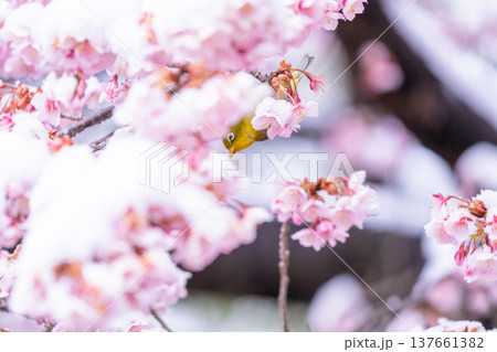 立春・雪の積もった寒桜とメジロ 137661382