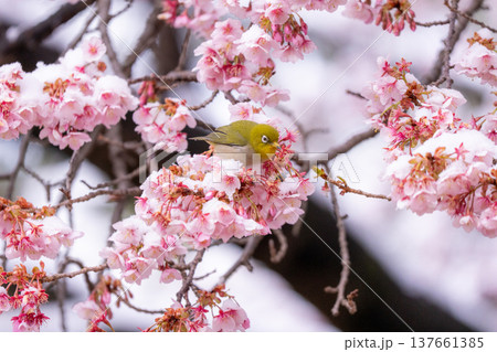 立春・雪の積もった寒桜とメジロ 立春・雪の積もった寒桜とメジロ 137661385