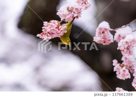 立春・雪の積もった寒桜とメジロ 137661389