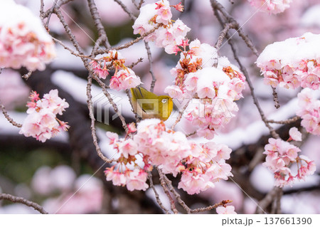 立春・雪の積もった寒桜とメジロ 137661390
