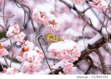 立春・雪の積もった寒桜とメジロ 立春・雪の積もった寒桜とメジロ 137661391