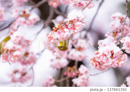 立春・雪の積もった寒桜とメジロ 137661392