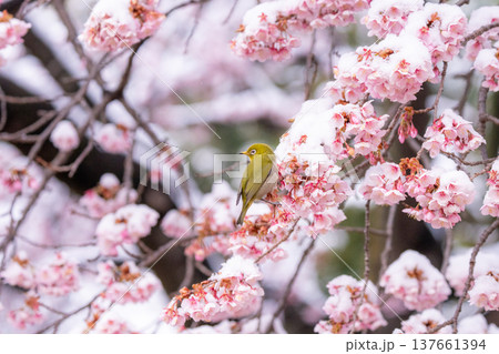 立春・雪の積もった寒桜とメジロ 137661394