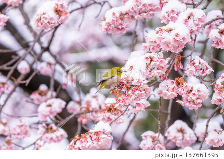 立春・雪の積もった寒桜とメジロ 137661395