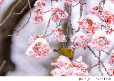 立春・雪の積もった寒桜とメジロ 137661396