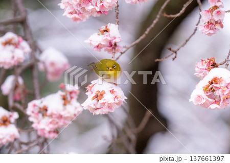 立春・雪の積もった寒桜とメジロ 137661397