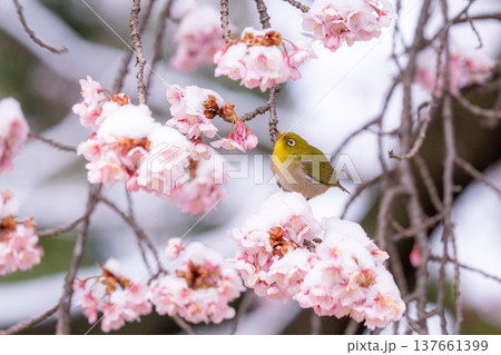 立春・雪の積もった寒桜とメジロ 137661399