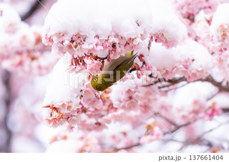 立春・雪の積もった寒桜とメジロ 立春・雪の積もった寒桜とメジロ 137661404