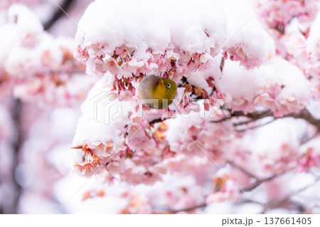 立春・雪の積もった寒桜とメジロ 立春・雪の積もった寒桜とメジロ 137661405