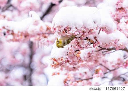 立春・雪の積もった寒桜とメジロ 137661407