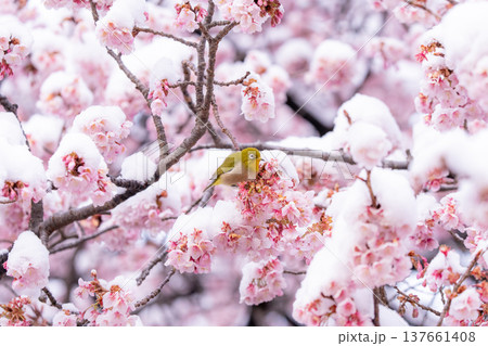 立春・雪の積もった寒桜とメジロ 137661408
