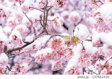 立春・雪の積もった寒桜とメジロ 137661410