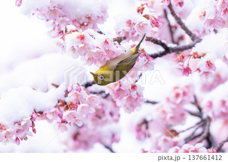 立春・雪の積もった寒桜とメジロ 137661412
