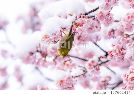 立春・雪の積もった寒桜とメジロ 立春・雪の積もった寒桜とメジロ 137661414