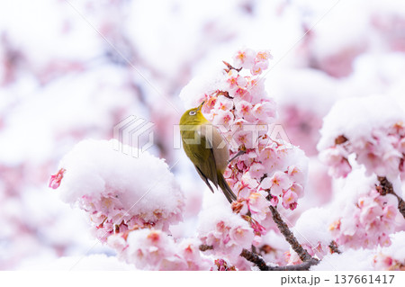 立春・雪の積もった寒桜とメジロ 立春・雪の積もった寒桜とメジロ 137661417