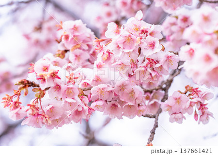 立春・雪の積もった寒桜とメジロ 137661421