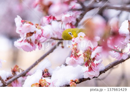 立春・雪の積もった寒桜とメジロ 立春・雪の積もった寒桜とメジロ 137661429
