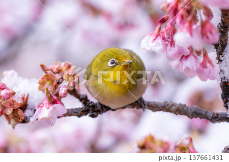 立春・雪の積もった寒桜とメジロ 立春・雪の積もった寒桜とメジロ 137661431