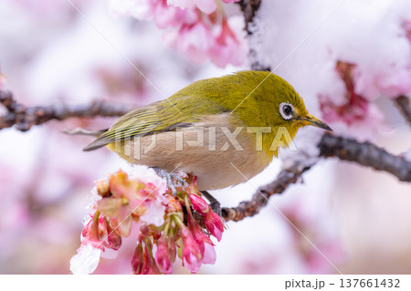 立春・雪の積もった寒桜とメジロ 立春・雪の積もった寒桜とメジロ 137661432
