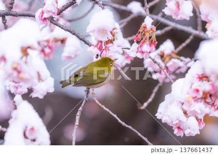 立春・雪の積もった寒桜とメジロ 立春・雪の積もった寒桜とメジロ 137661437