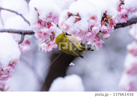 立春・雪の積もった寒桜とメジロ 137661438