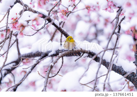 立春・雪の積もった寒桜とメジロ 立春・雪の積もった寒桜とメジロ 137661451