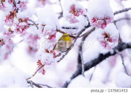 立春・雪の積もった寒桜とメジロ 立春・雪の積もった寒桜とメジロ 137661453